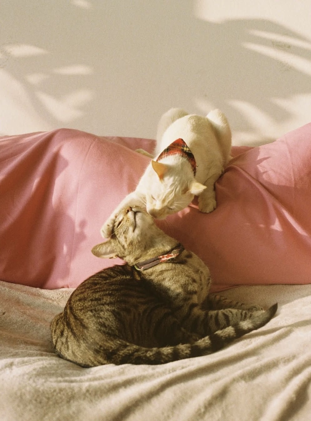 Two cats